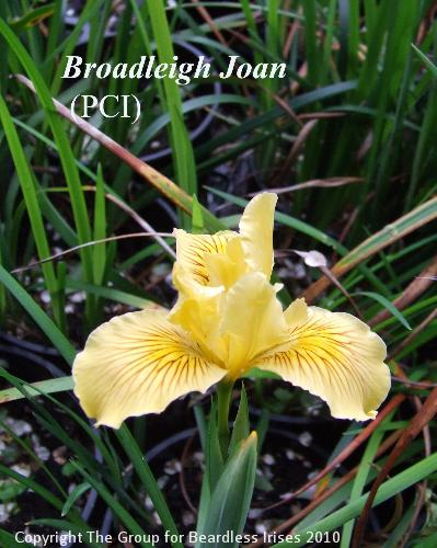 Broadleigh Joan